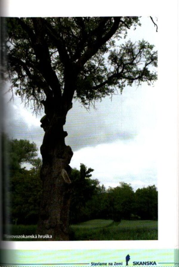 Pavol Hanzel: CHRÁNENÉ STROMY - SKANSKA