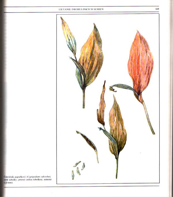 M. Lhotská, T. Krippelová, K. Cigánová: AKO SA ROZMNOŽUJÚ A ROZŠIRUJÚ RASTLINY