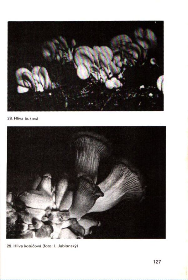 A. Ginterová: PESTUJEME HUBY