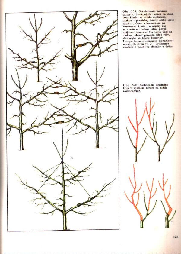 R. P. Kudriavec, I. Hričovský: TVAROVANIE A REZ OVOCNÝCH DREVÍN