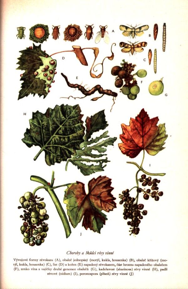 TISÍC DOBRÝCH RAD MLADÝM OVOCNÁŘŮM, KVĚTINÁŘŮM, ZELINÁŘŮM,