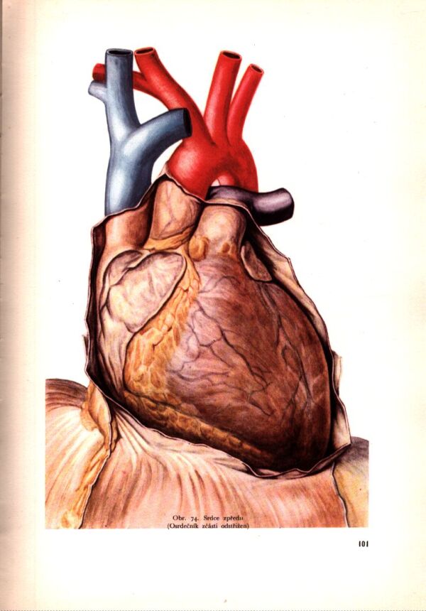 Jaroslav Fleischmann, Rudolf Linc: ANATOMIE ČLOVĚKA II.