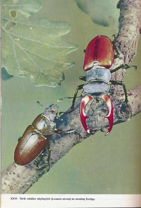 V. J. Staněk: Veľký obrazový atlas hmyzu