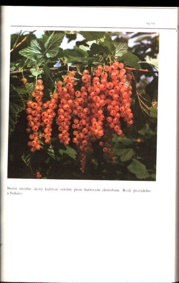 I. Hričovský: POMOLÓGIA DROBNÉHO OVOCIA A MENEJ ZNÁMYCH OVOCNÍN