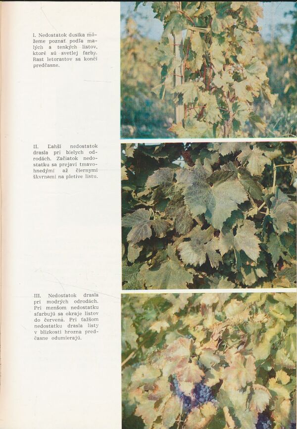 Lenz Moser: Vysoké vedenie viniča