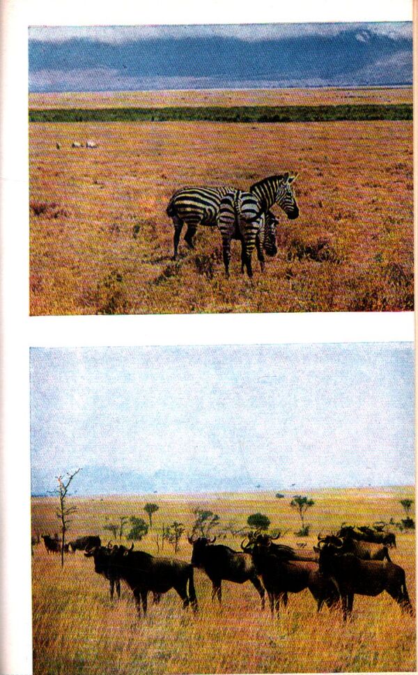 Ernest Hemingway: ZELENÉ PAHORKY AFRICKÉ