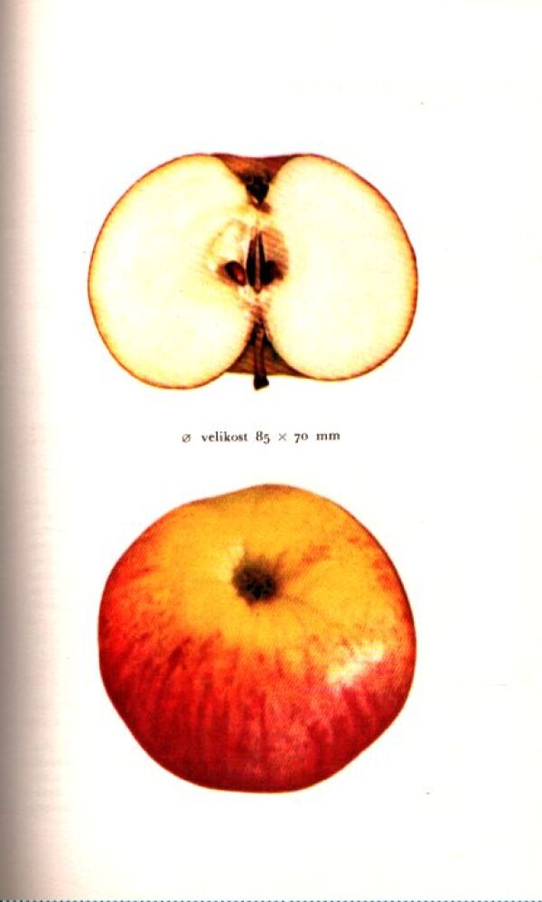 Karel Kohout: MALÁ POMOLOGIE 1 - JABLKA