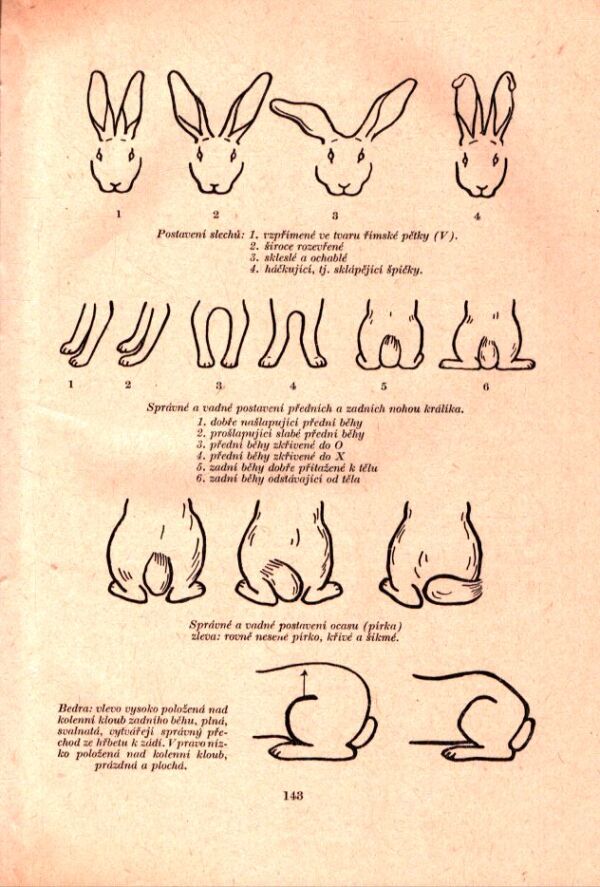 TISÍC DOBRÝCH RAD MLADÝM VČELAŘŮM, HOLUBÁŘŮM, KRÁLIKÁŘŮM,