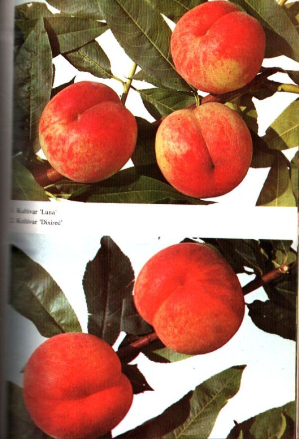 Gustáv Čejka: BROSKYNE