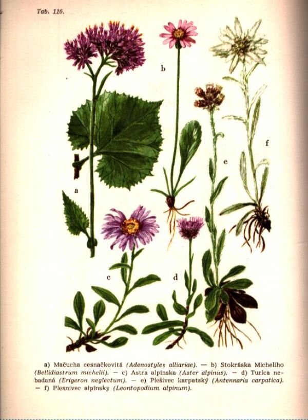 Jávorka, Futák, Csapodyová: KVETY LESOV A LÚK