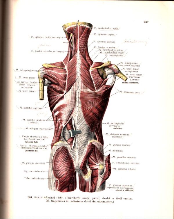 R. D. Sinělnikov: ATLAS ANATOMIE ČLOVĚKA I.