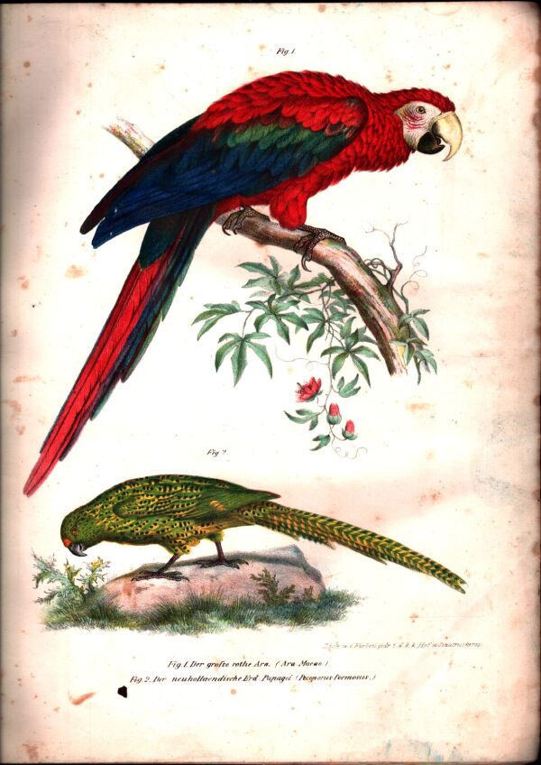 Leopolod Joseph Fitzinger: BILDER-ATLAS NATURGESCHICHTE DER VÖGEL