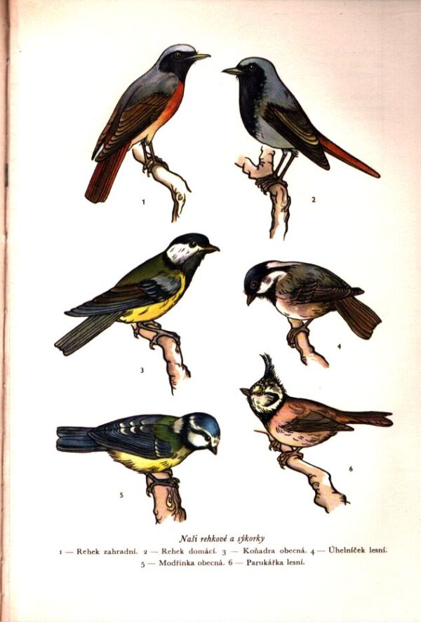 TISÍC DOBRÝCH RAD MLADÝM VČELAŘŮM, HOLUBÁŘŮM, KRÁLIKÁŘŮM,