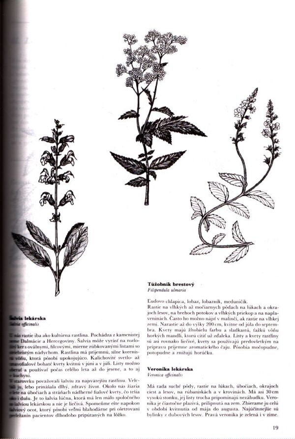 Maria Trebenová: LIEČIVÉ RASTLINY Z BOŽEJ ZÁHRADY