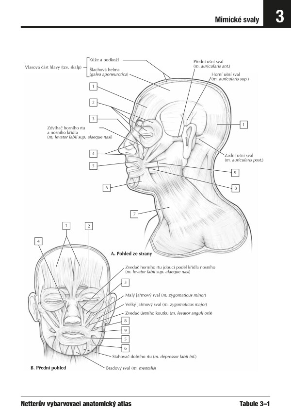 John T. Hansen: NETTERŮV VYBARVOVACÍ ANATOMICKÝ ATLAS