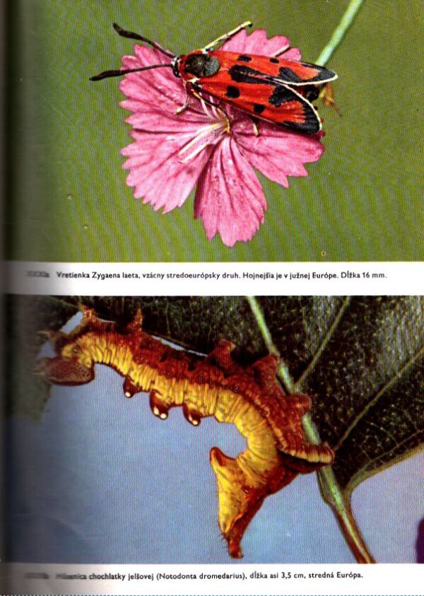 V. J. Stanek: VEĽKÝ OBRAZOVÝ ATLAS HMYZU
