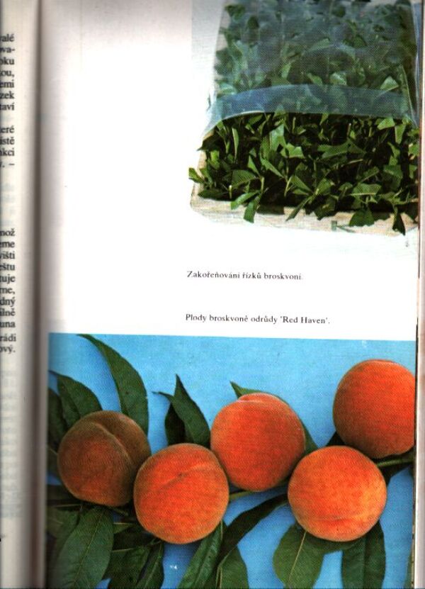 O. Bílek, B. Hanuš: ŠTĚPOVÁNÍ