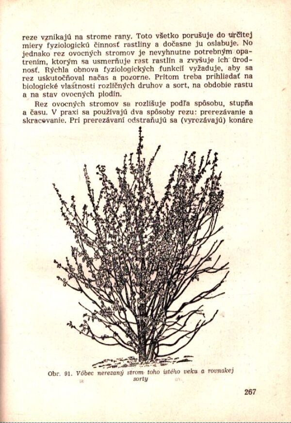 I. V. Belochonov: OVOCINÁRSTVO