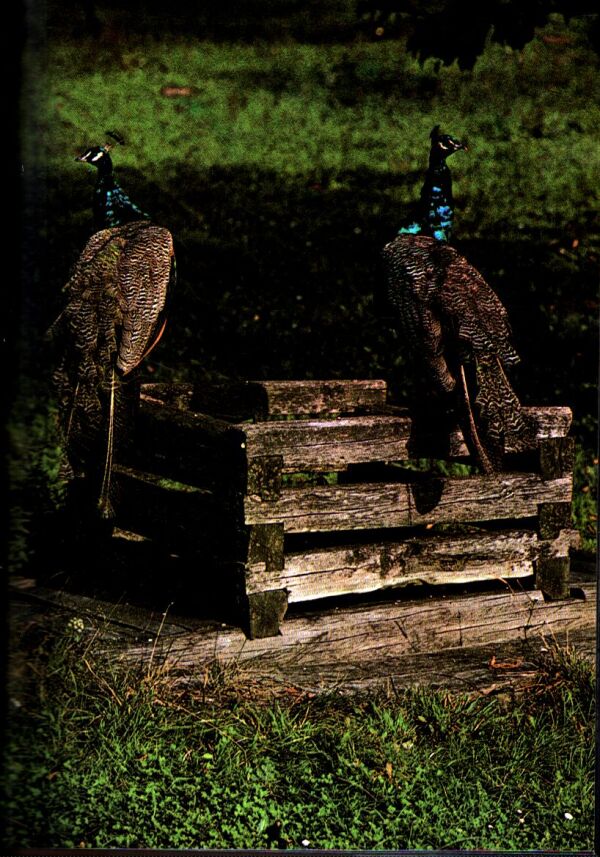 Karol Benický: VRCHÁRSKY CHLIEB